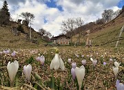 MONTE ZUCCO (1232 m) ad anello da casa-Zogno (300 m) con festa di fiori (17mar21)  - FOTOGALLERY